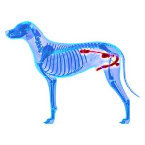 Anatomie Harnwege Hund Vorschaubild