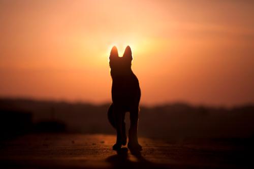 Abschied vom Hund Vorschaubild