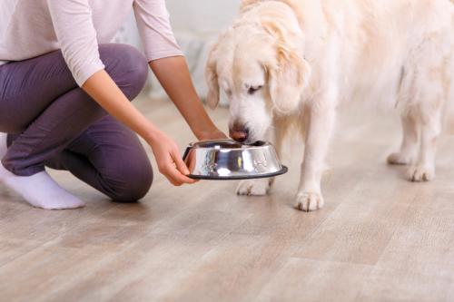 alter Hund bekommt Futter Vorschaubild