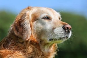 alter Retriever