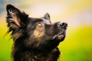 ein Hund schaut in die Ferne