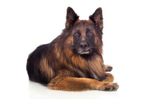 elsässischer Schäferhund