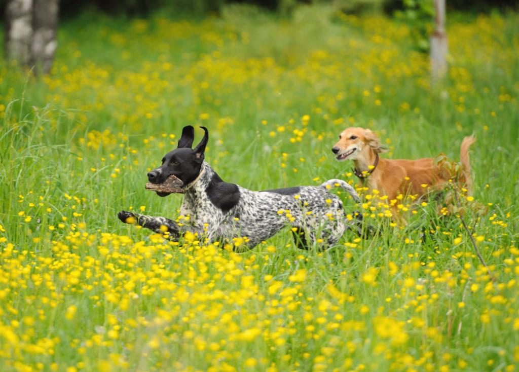 glückliche Hunde auf einer Wiese