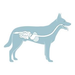 Grafik Verdauungssystem Hund