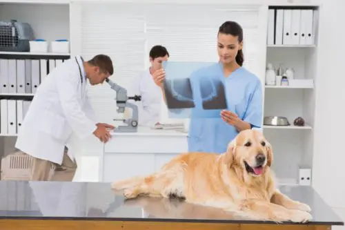 Hund in Tierklinik