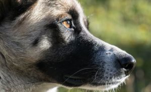 Hund mit grauer Schnauze