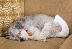 Hundewindeln beim alten Hund Vorschaubild