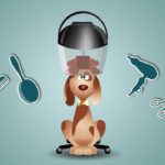 Hygiene Pflege alter Hund