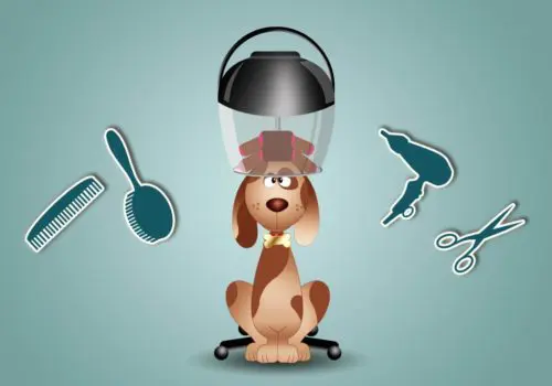 Hygiene Pflege alter Hund