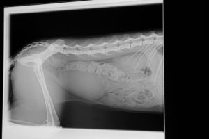 Röntgenaufnahme Hund