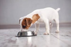 Hund mit hochwertigem Dosenfutter