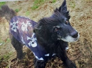 Kira ältster Hund Deutschlands