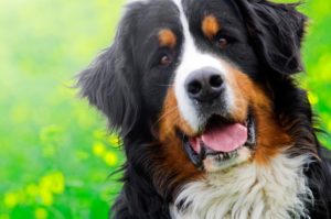 Fit im Alter Berner Sennenhund