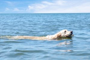 Hund mit Arthritis schwimmt