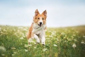 Hund springt über eine Wiese