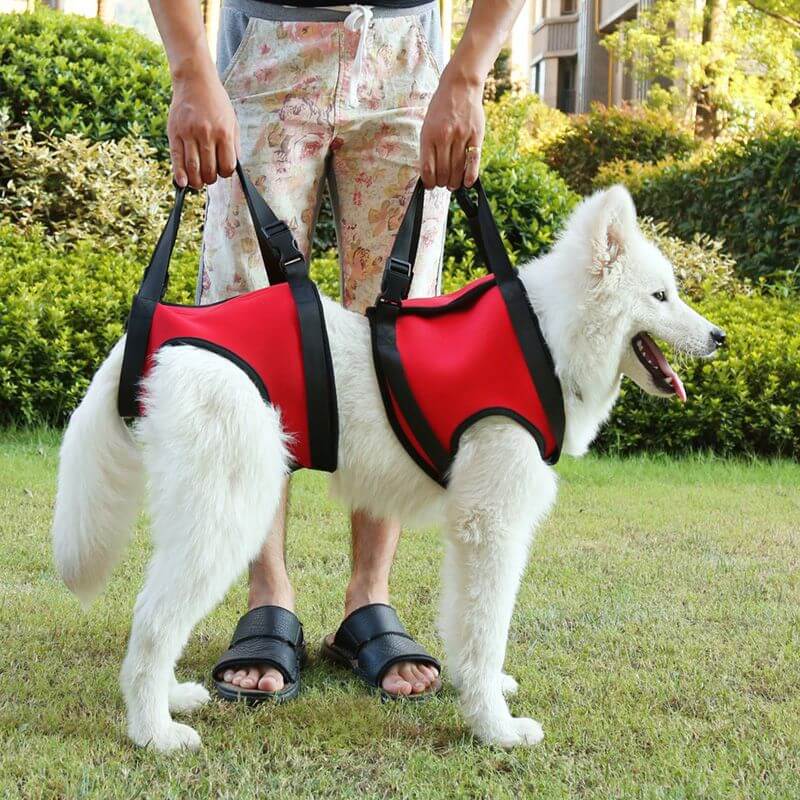 tragehilfe hund
