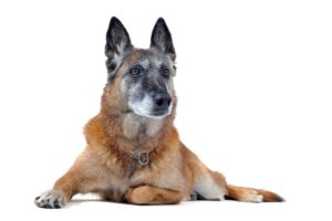 liegender belgischer Schäferhund