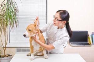Tierärztin untersucht Hundeohr