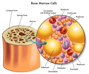 Knochenmarkzellen