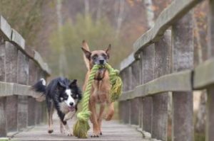 spielende Hunde