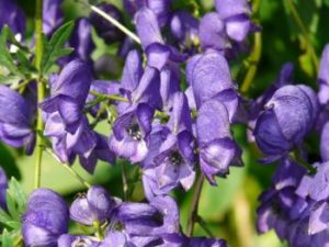 Aconitum napellus - Blauer Eisenhut