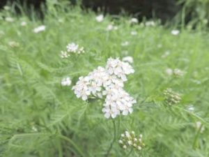 Gemeine Schafgarbe -  Achillea millefolium