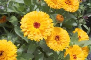 Ringelblume - Calendula officinalis