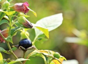 Schwarze Tollkirsche - Atropa belladonna