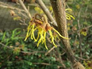 Virginische Zaubernuss – Hamamelis virginiana