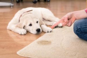 Alter Hund ihat auf den Teppich gepinkelt