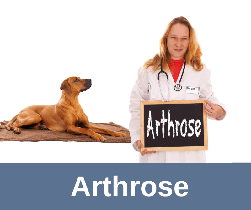 Arthrose beim Hund