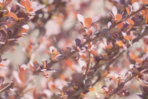 Berberis vulgaris