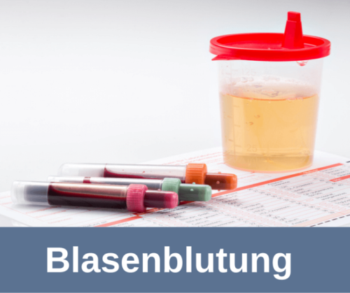 Blasenblutung beim Hund