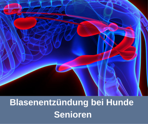 Blasenentzündung (Zystitis) beim alten Hund