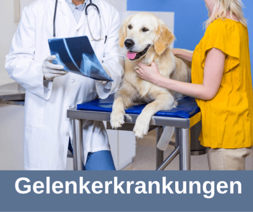 Gelenkerkrankungen Hunde