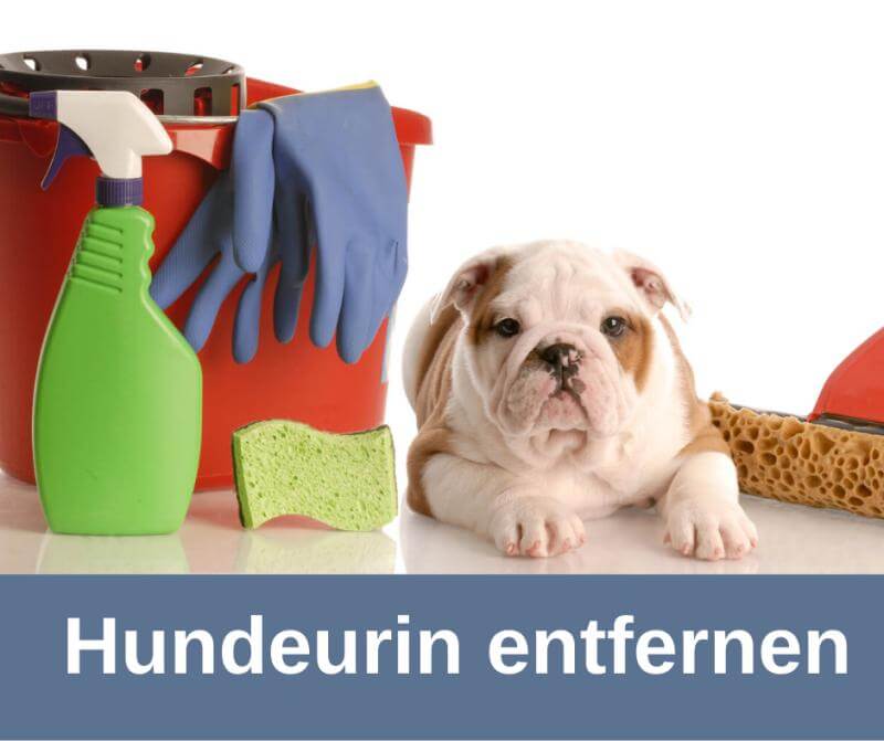 Hundeurin richtig entfernen