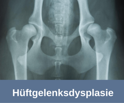 Hüftgelenksdysplasie beim Hund