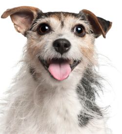 Jack Russell Terrier Senior