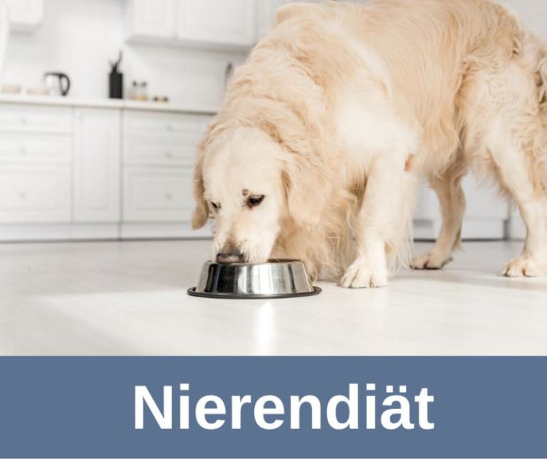 Nierendiät Hund › alteHunde.de