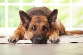 Senior Schäferhund