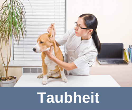 Taubheit bei Hunden