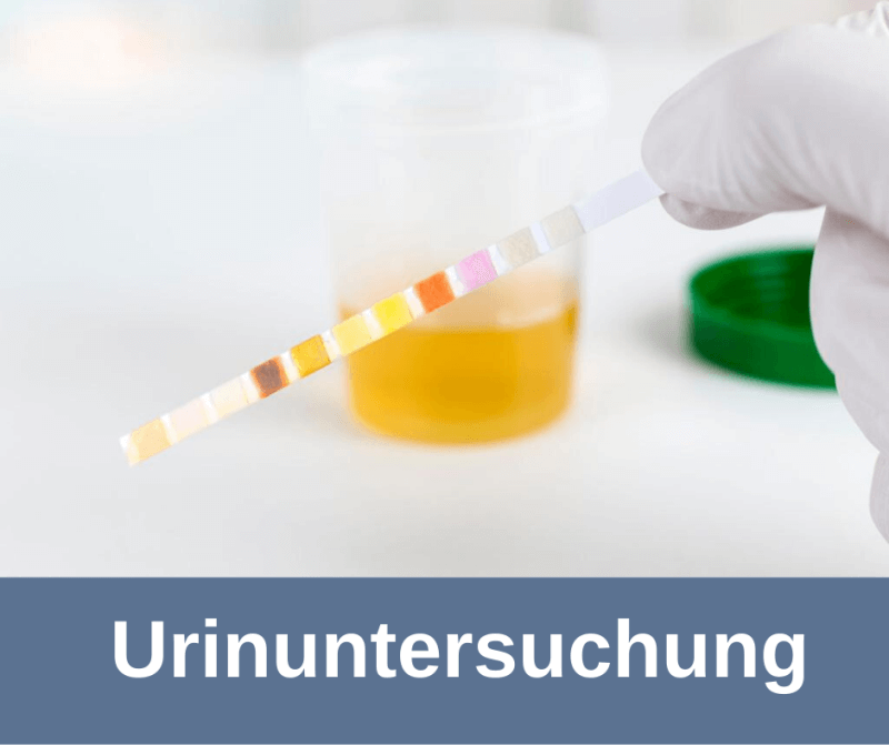 Urinuntersuchung beim Hund