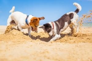 zwei Hunde graben ein Loch