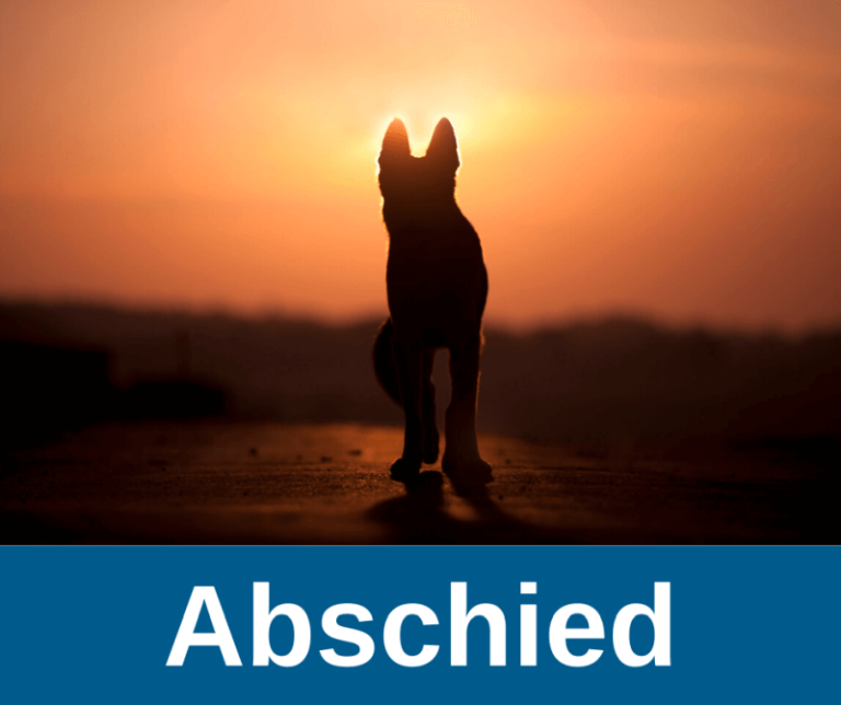 ᐅ Hund einschläfern Ratgeber für Hundehalter! › alteHunde.de