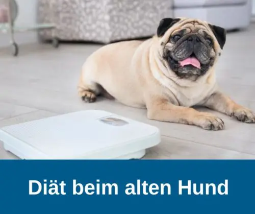 Diät beim alten Hund