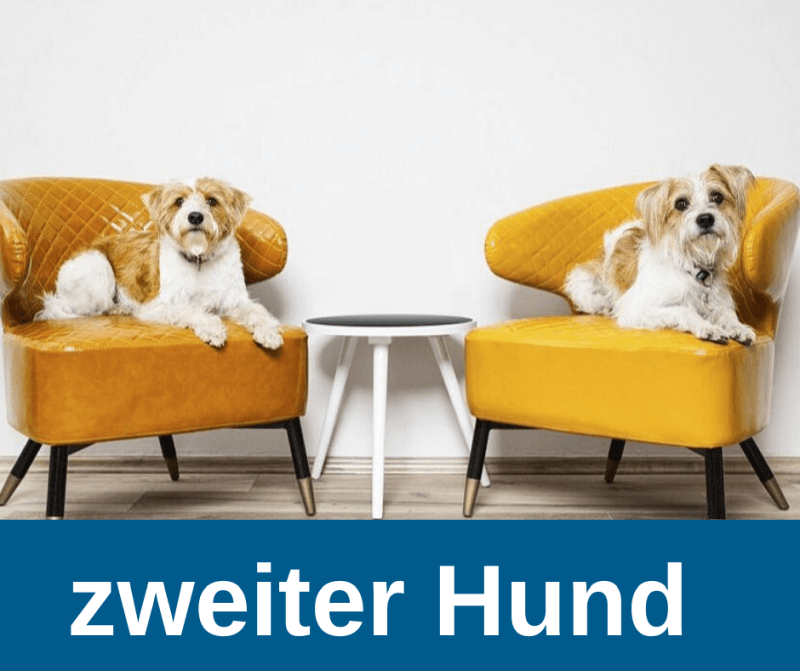 Ein zweiter Hund als Jungbrunnen für den älteren Hund