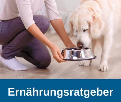 Ernährungsratgeber für ältere Hunde