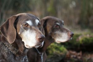 Geriatrika für den Hund