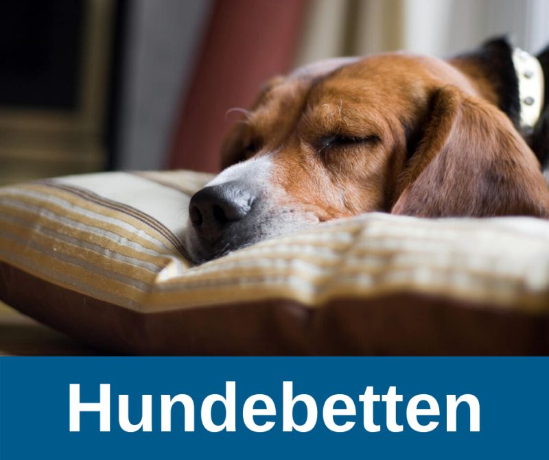 Hundebetten für ältere Hunde