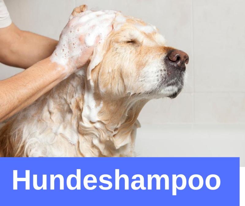 Hundeshampoo